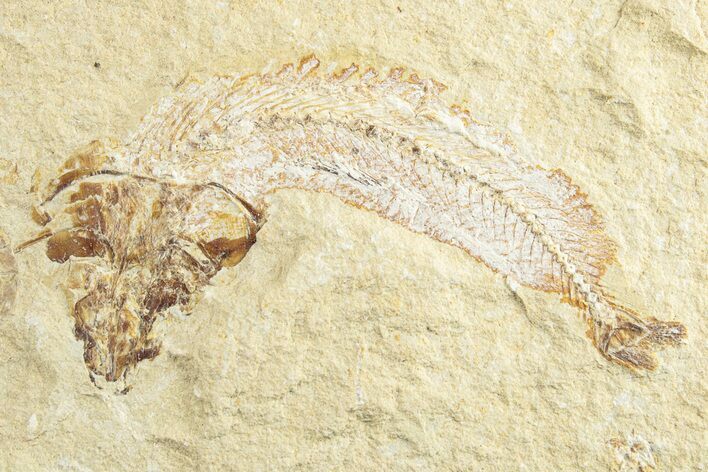 Cretaceous Fossil Fish - Lebanon #249882